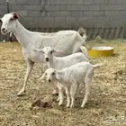 عنز بيشيه معها توأم