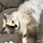 قطوه جميله للبيع