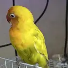 فيشر اليف تم البيع الي يبي طيور يتواصل معي