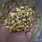 منقوع للطيور