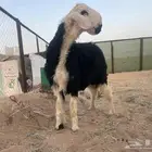 فحل مشروع نجدي