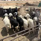 طليان