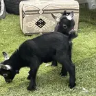 الشرقيه الهفوف مدينه الجفر