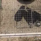 المصيدة الذكيه