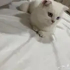 قطه انثي سكوتش فولد