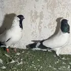 جوز ارباش سوري