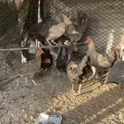 دجاج بلدي