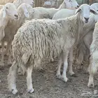23 غنم حريات مراح دفيع غنم طيبه جروم عاليه تم البيع