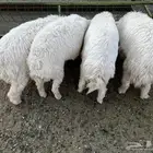 طليان حري للبيع