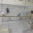 جوز طيور الحب ذكر وأنثى مع الفروخ للبيع