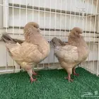 جوز كنق ميني مودينا