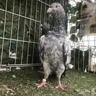 جوز قولدن بيور