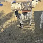 تيوس لبانيةموصلةلثلاجتك مقطع موزعة للبيع ومعزى بالخرج حياكم