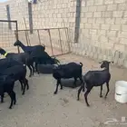 الماعز المورسيانو الأسباني