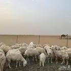 ضان للبيع