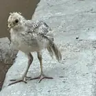 فزن فرعوني