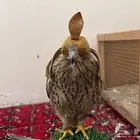 لبيع بأشق يهد عل جرابيع و حمام وعصافير وينقز ويوجد تصوير