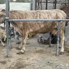 بقره دنماركيه صنف لاهل الصنف الفاخر تحتها عجل