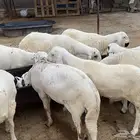 سواكن بهم للبيع