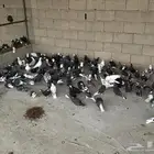 3 عشش قلابي فواخر