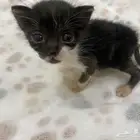 قط ذكر للتبني