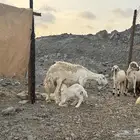 للبيع ضان وللد حرش