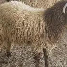 يوجد نعيم خرفان ورخال ضحيه للبيع