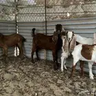 تيوس مشاريك