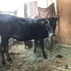 عجله سليمه من جميع الامراض