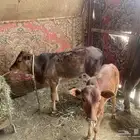بقر للبيع جمله العدد 9 كبار بفحلها و6 تبع اقبل بدل غنم