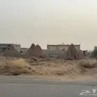 قصب خريف