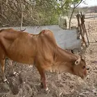 بقره للبيع دافع يمكن شهرين او اكثر