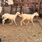 رخال رفد