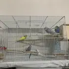 طيور بادجي