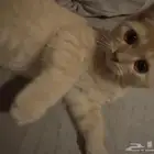 هرر