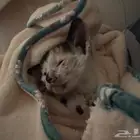 قط للتبني عمر شهر تقريبا