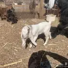 عنز عارضيه سدس شبب حدره تيس مطور فاخر