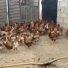دجاج فرنسي للبيع