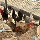 دجاج ديك للبيع