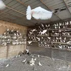 حمام منوع باكستاني وزاجل