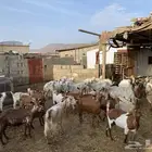 اعرض لكم هذي الغنم