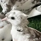 حمام ياكريم جيشي