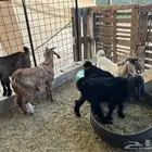 تيوس اعمارهن من4 اشهر وتحت