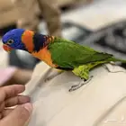 لوري ريد كولارد