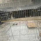 10 حبات طيور زيبراكلها للبيع140