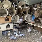 حمام قطيفي