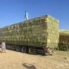 برسيم صافي