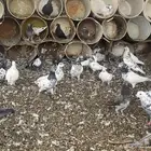 حمام باكستاني مطيار شرط