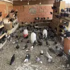 طيور قطيفيه نظيفه جدا  حمام قطيفي