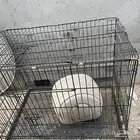 قفص طيور وقطط